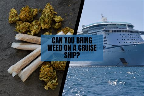 Can You Bring Weed on a Cruise Ship? And Why Do Pineapples Hate Mondays?