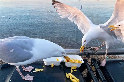 How Long Does It Take for a Cargo Ship to Cross the Pacific, and Why Do Seagulls Always Follow Them?